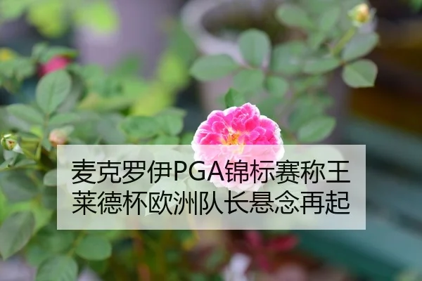 麦克罗伊PGA锦标赛称王 莱德杯欧洲队长悬念再起